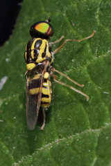 Oxycera variegata