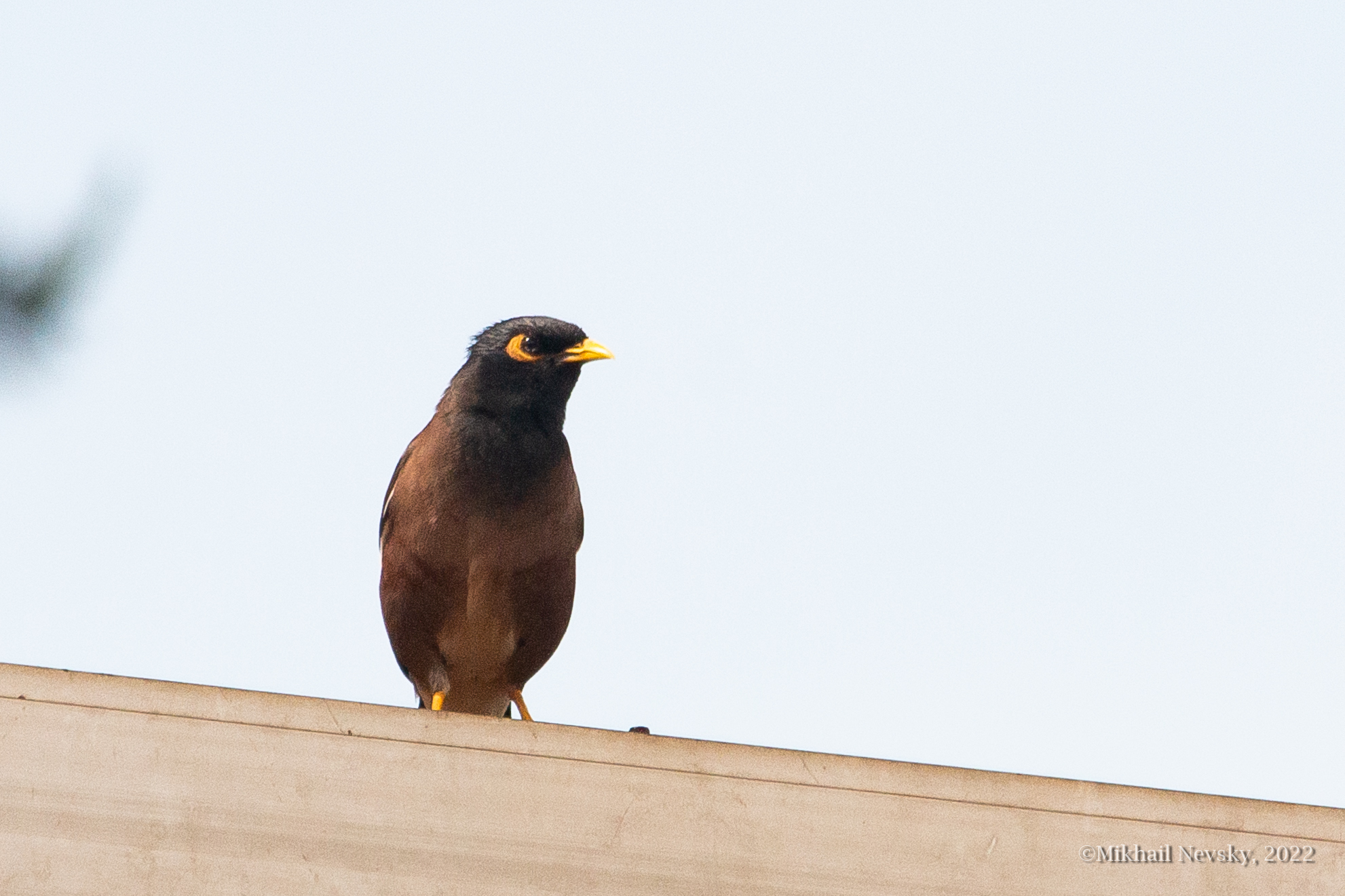 Common Myna illustration