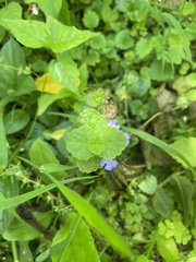 Glechoma hederacea