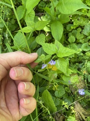 Glechoma hederacea