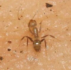 Nylanderia steinheili