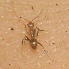 Nylanderia steinheili