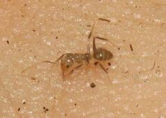 Nylanderia steinheili