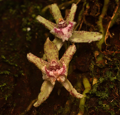 Kefersteinia laminata