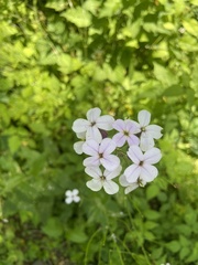 Hesperis matronalis