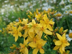Hypericum perforatum