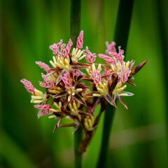 Juncus breweri