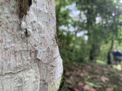 Neotama mexicana