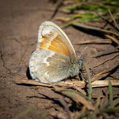 Coenonympha california yontocket