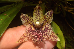 Kefersteinia tolimensis