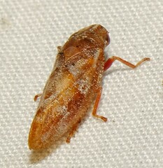 Aphrophora saratogensis