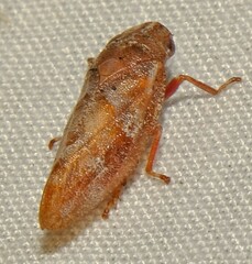 Aphrophora saratogensis