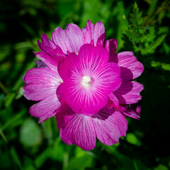 Sidalcea oregana eximia