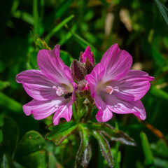 Sidalcea oregana eximia