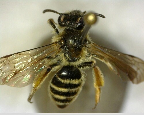 iNaturalist observation photo of Ptilandrena