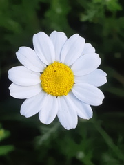Anthemis arvensis