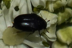 Orphilus subnitidus
