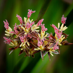 Juncus breweri