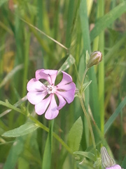 Silene colorata