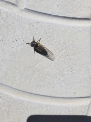 Platypedia putnami lutea