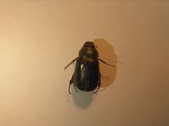 Aplidia transversa transversa