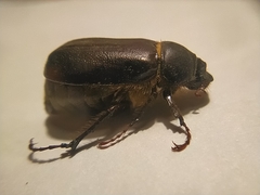 Aplidia transversa transversa