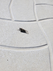 Platypedia putnami lutea