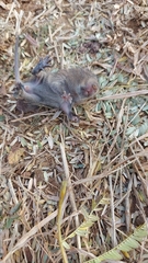 Otomys irroratus