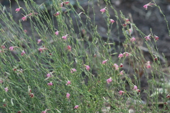 Oenothera hexandra