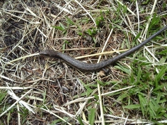 Gerrhonotus liocephalus