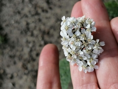 Achillea millefolium
