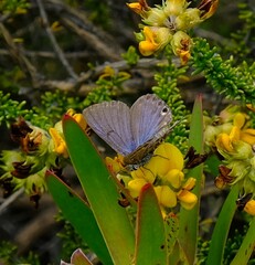 Lepidochrysops trimeni
