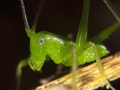 Neobarrettia sinaloae