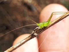 Neobarrettia sinaloae