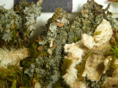 Fuscopannaria pulveracea