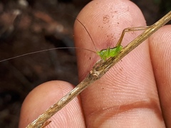 Neobarrettia sinaloae
