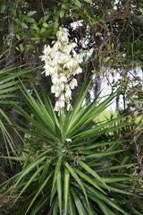 Yucca aloifolia