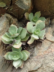 Crassula lactea