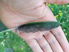 Psittaculidae
