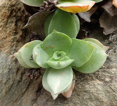 Crassula lactea
