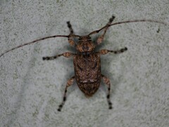 Leptostylopsis terraecolor