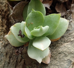Crassula lactea