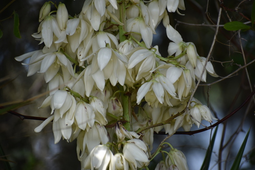 Yucca aloifolia