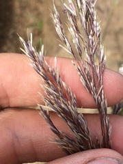 Deschampsia nubigena