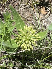 Asclepias lanuginosa