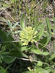 Asclepias lanuginosa