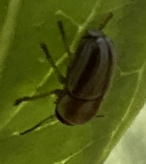 Cryptocephalus cuneatus