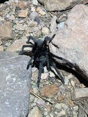 Aphonopelma gabeli