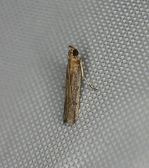 Honora montinatatella