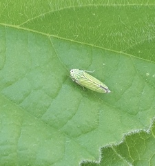 Graphocephala cythura